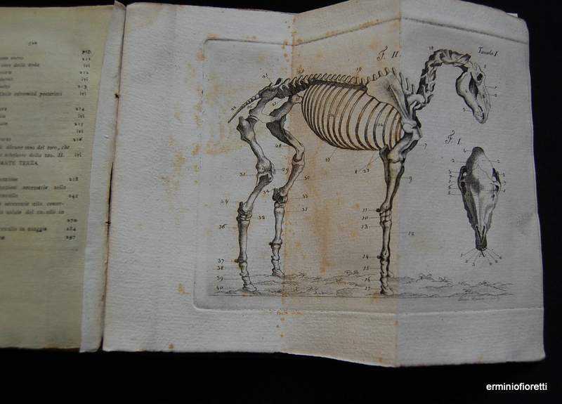 la nuova scienza veterinaria di Giovanni Pozzi Milano 1802 - con ex-libris